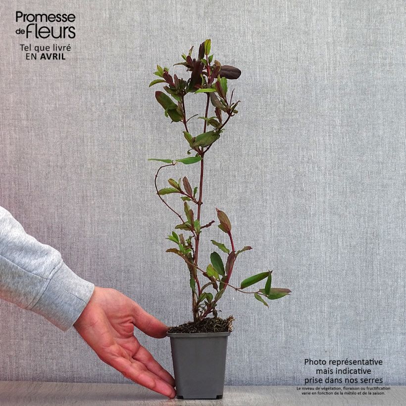 Madreselva de jardín - Lonicera japonica Dart's Acumen Maceta de 8/9 cm Ejemplar entregado en la primavera