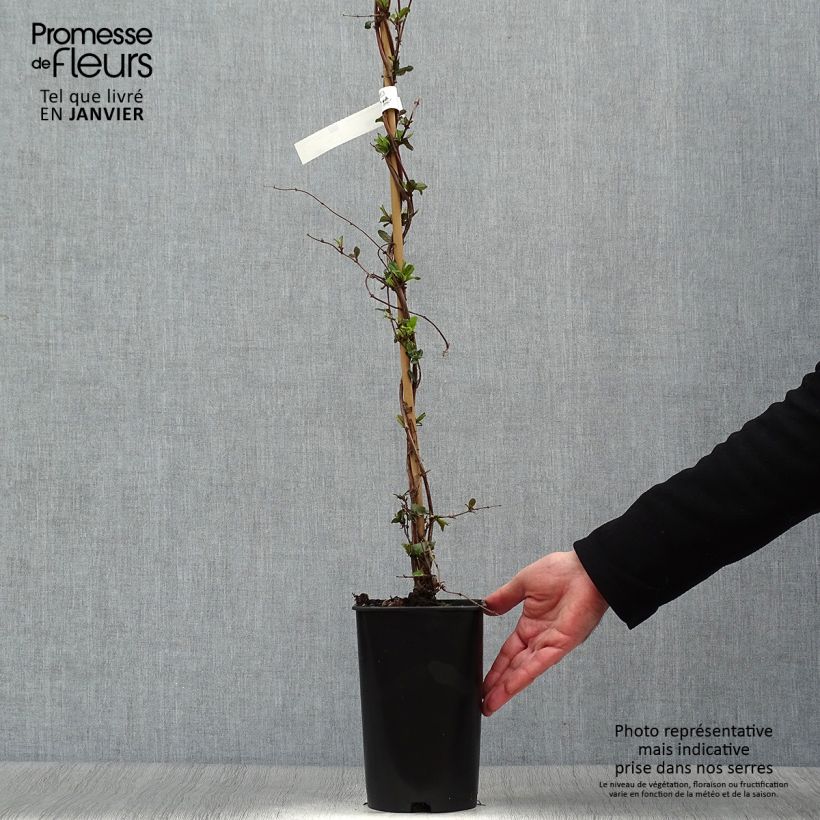 Madreselva de jardín - Lonicera japonica Dart's World Maceta 3L/4L Ejemplar entregado en invierno