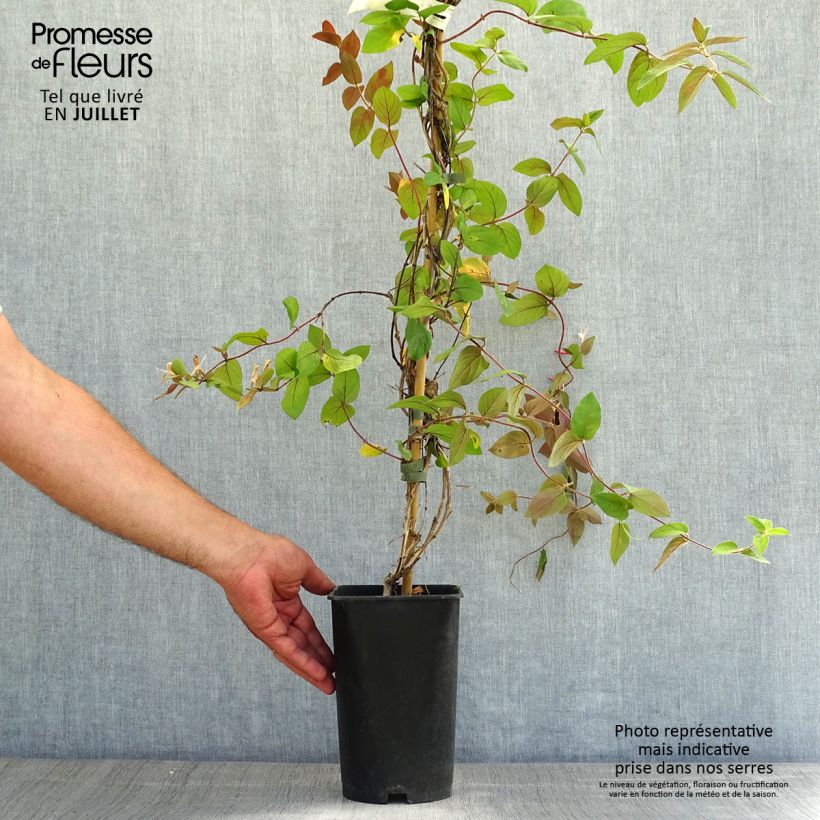 Ejemplar de Madreselva de jardín - Lonicera japonica Sinensis Maceta 2L/3L entregado en verano