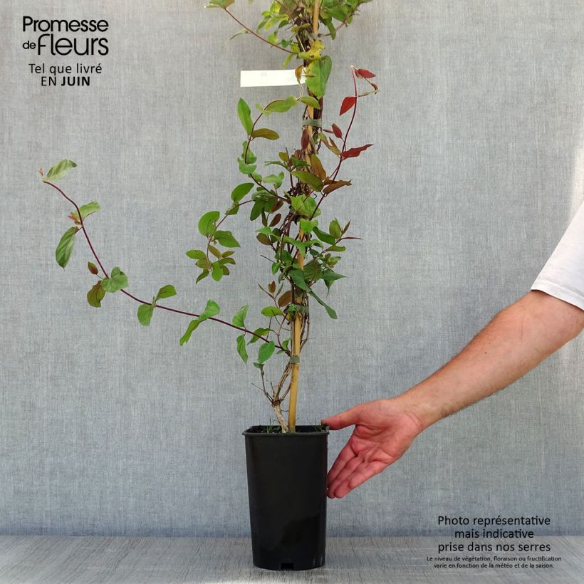 Madreselva de jardín - Lonicera japonica Sinensis Maceta 2L/3L Ejemplar entregado en la primavera