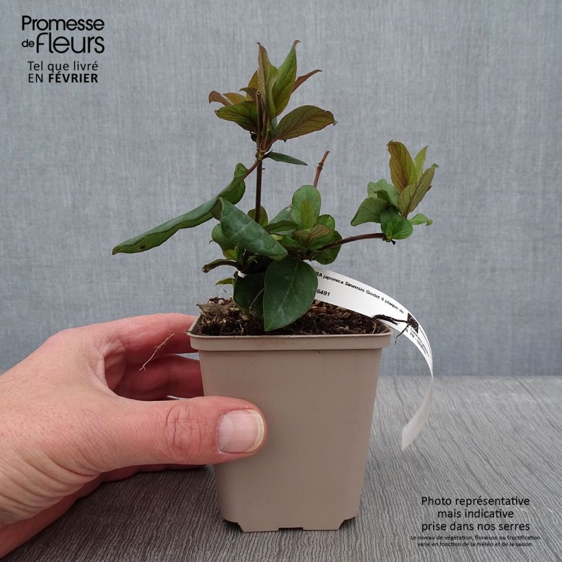 Madreselva de jardín - Lonicera japonica Sinensis Maceta de 8/9 cm Ejemplar entregado en invierno