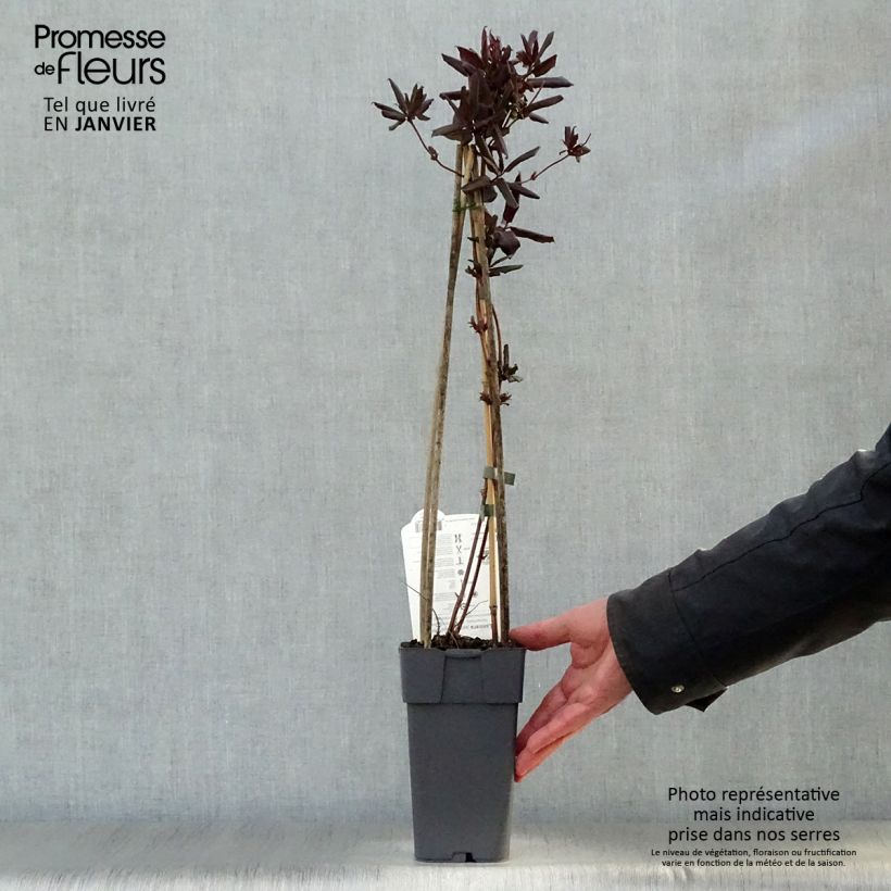 Madreselva de jardín - Lonicera japonica Red World Maceta 2L/3L Ejemplar entregado en invierno