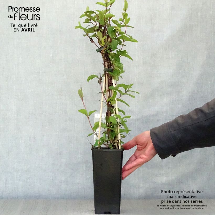 Madreselva de jardín - Lonicera japonica Red World Maceta 2L/3L Ejemplar entregado en la primavera