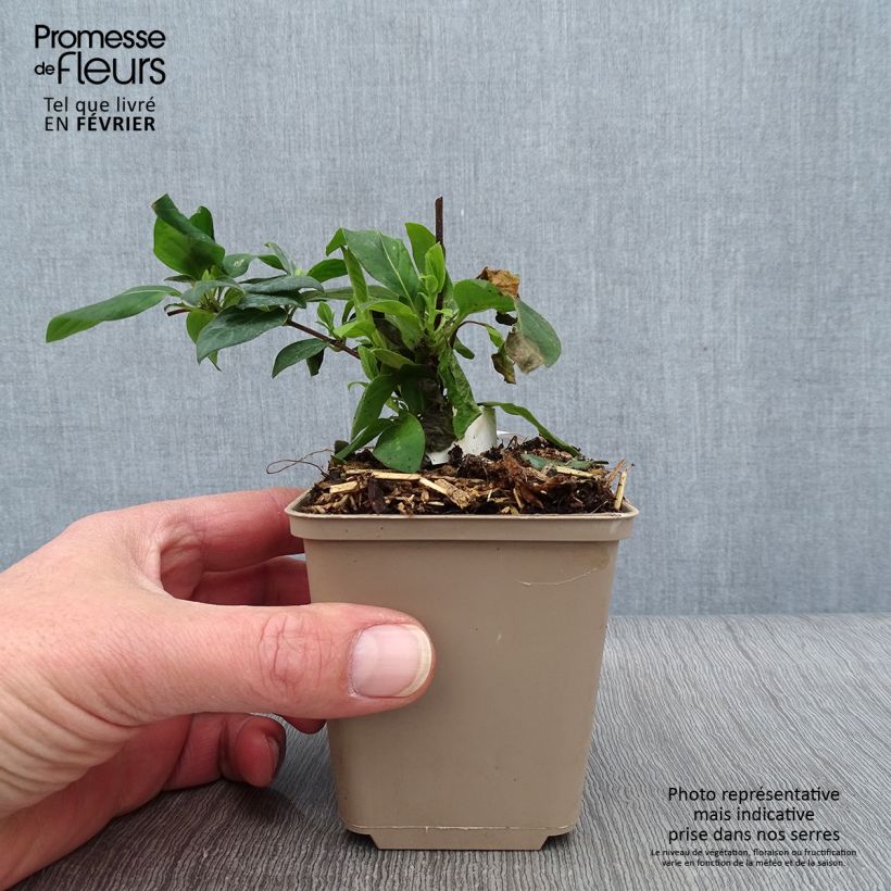 Madreselva de jardín - Lonicera japonica Hall's Prolific Maceta de 8/9 cm Ejemplar entregado en invierno