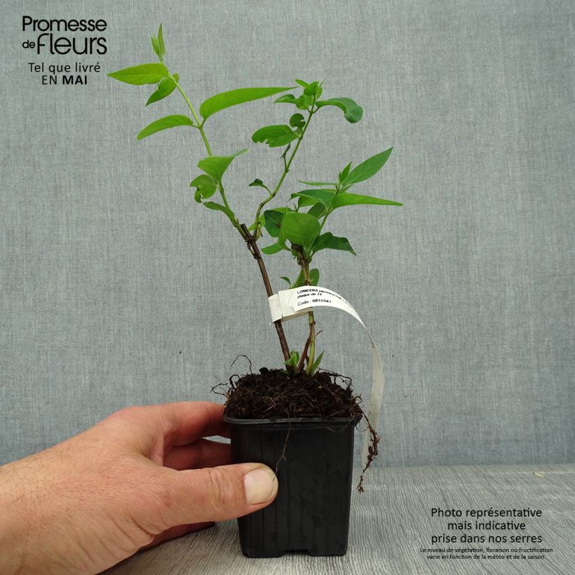 Madreselva de jardín - Lonicera japonica Hall's Prolific Maceta de 8/9 cm Ejemplar entregado en la primavera