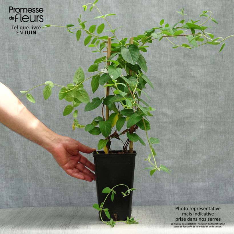 Ejemplar de Madreselva de jardín - Lonicera japonica Hall's Prolific Maceta 2L/3L entregado en verano