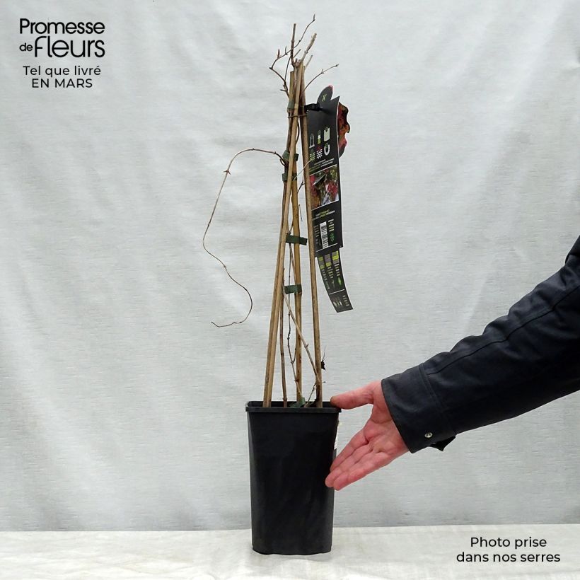 Lonicera brownii Dropmore Scarlet - Madreselva Maceta 1L/1,5L Ejemplar entregado en la primavera