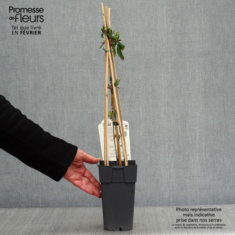 Lonicera brownii Dropmore Scarlet - Madreselva Maceta 1L/1,5L Ejemplar entregado en invierno