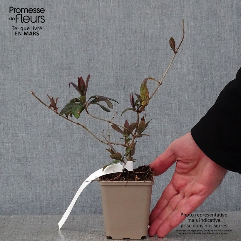 Lonicera heckrottii Gold Flame - Madreselva Maceta de 8/9 cm Ejemplar entregado en invierno