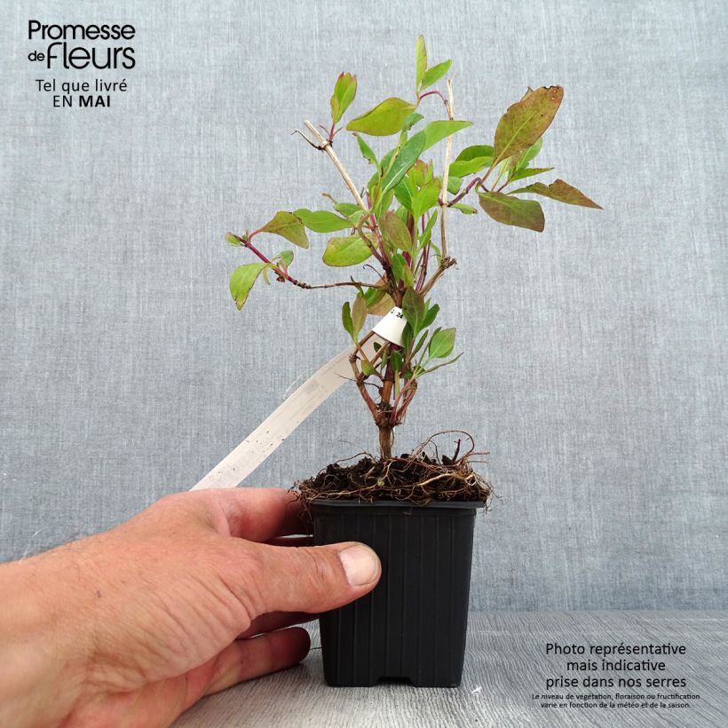 Lonicera heckrottii Gold Flame - Madreselva Maceta de 8/9 cm Ejemplar entregado en la primavera