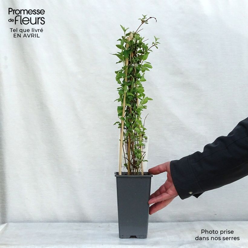 Lonicera heckrottii Gold Flame - Madreselva Maceta 2L/3L Ejemplar entregado en la primavera