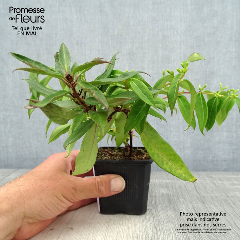 Lonicera henryi Marinella - Madreselva Maceta de 8/9 cm Ejemplar entregado en la primavera