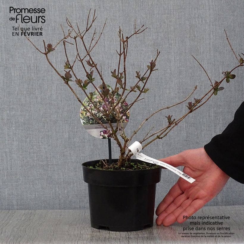 Madreselva de los bosques - Lonicera periclymenum Chic et Choc Maceta 2L/3L Ejemplar entregado en invierno