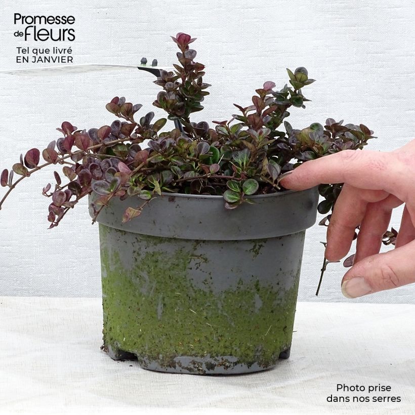 Lonicera crassifolia Little Honey - Madreselva Maceta 2L/3L Ejemplar entregado en invierno