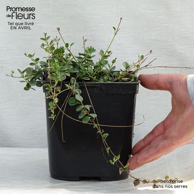 Lonicera crassifolia Little Honey - Madreselva Maceta 2L/3L Ejemplar entregado en la primavera