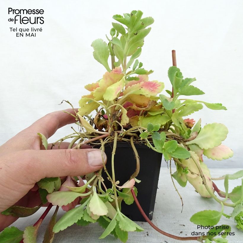 Chiastophyllum oppositifolium Maceta de 8/9 cm Ejemplar entregado en la primavera