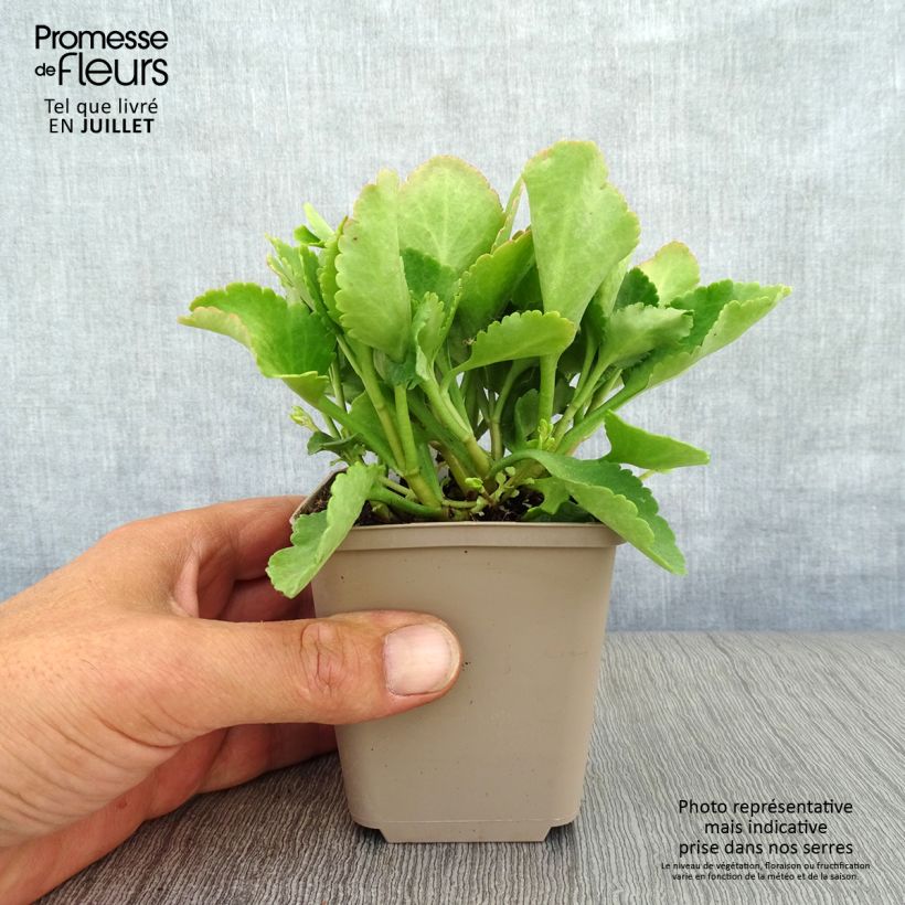 Ejemplar de Chiastophyllum oppositifolium Maceta de 8/9 cm entregado en verano