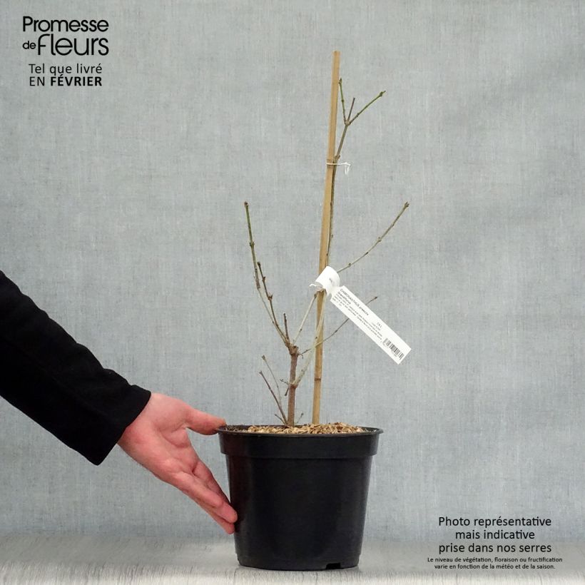 Chimonanthus praecox Grandiflorus - Macasar Maceta 4L/5L Ejemplar entregado en invierno