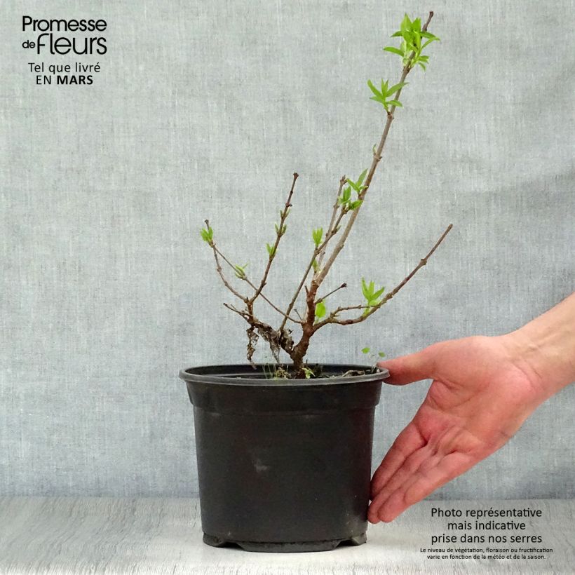 Chimonanthus praecox - Macasar Maceta 3L/4L Ejemplar entregado en la primavera