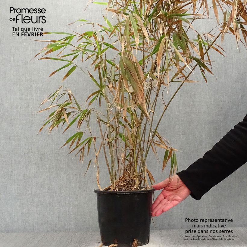 Chimonobambusa quadrangularis - Bambú de mármol Maceta 4L/5L Ejemplar entregado en invierno