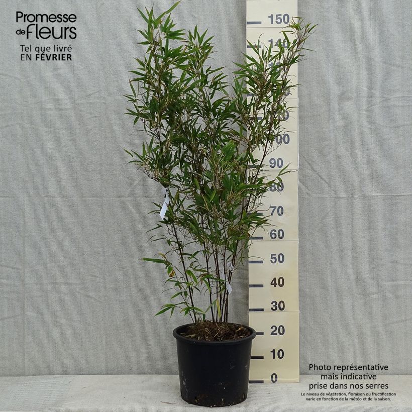 Chimonobambusa tumidissinoda Macrophylla Maceta 12L/15L Ejemplar entregado en invierno