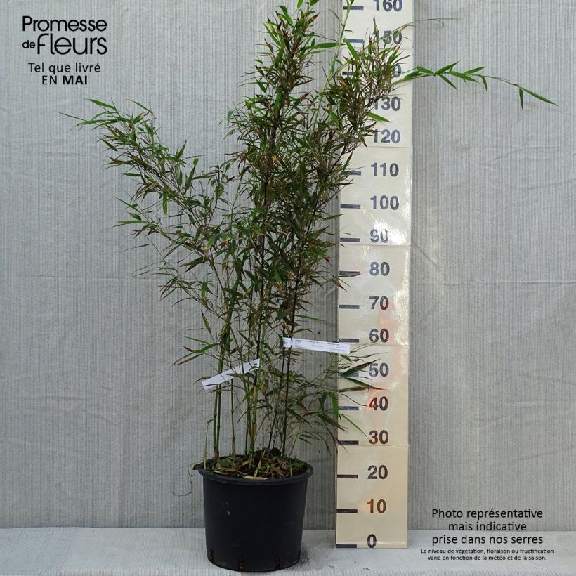 Chimonobambusa tumidissinoda Macrophylla Maceta 12L/15L Ejemplar entregado en la primavera