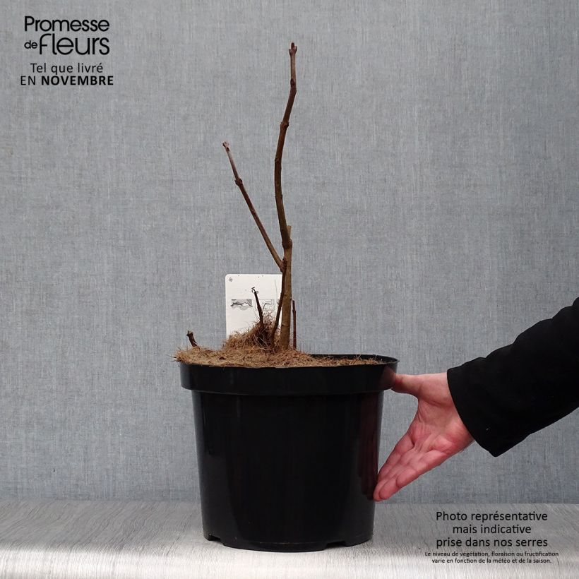 Ejemplar de Chionanthus virginicus - Laurel de nieve Maceta 4L/5L entregado en otoño
