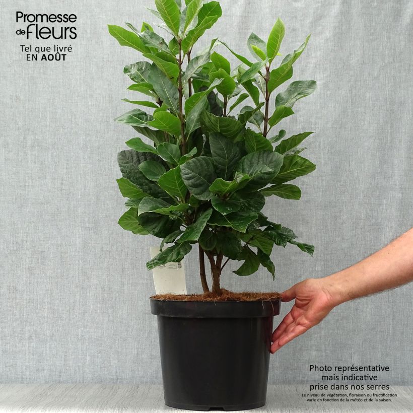 Ejemplar de Chionanthus virginicus - Laurel de nieve Maceta 4L/5L entregado en verano