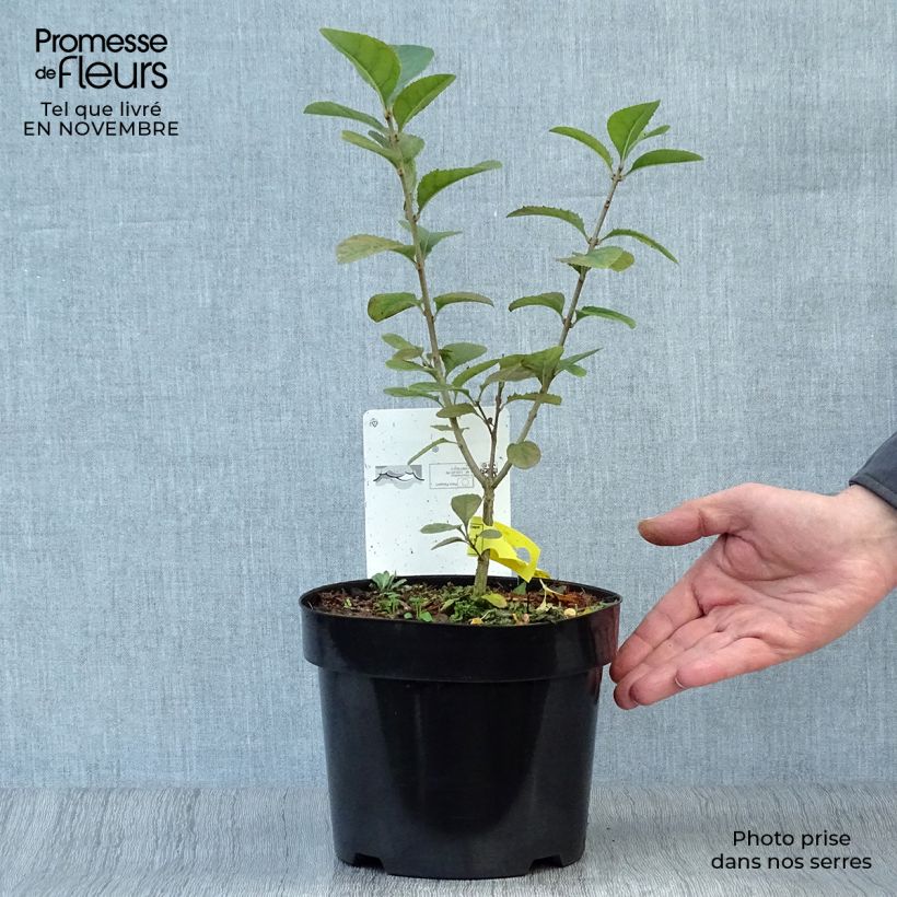 Ejemplar de Chionanthus retusus - Árbol de la nieve chino Maceta 3L/4L entregado en otoño