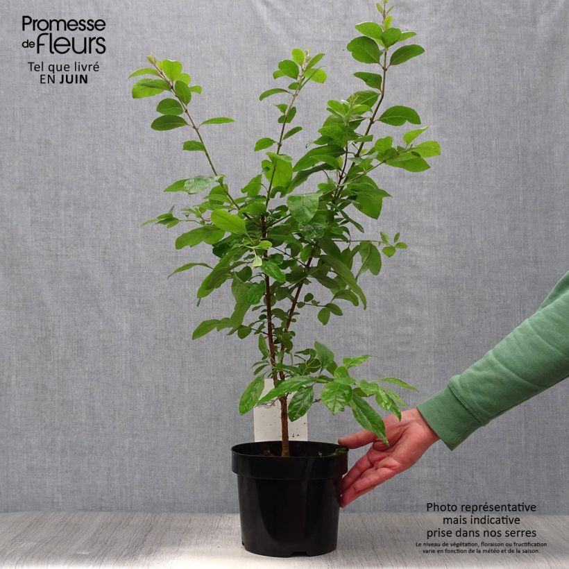 Ejemplar de Chionanthus retusus - Árbol de la nieve chino Maceta 3L/4L entregado en verano