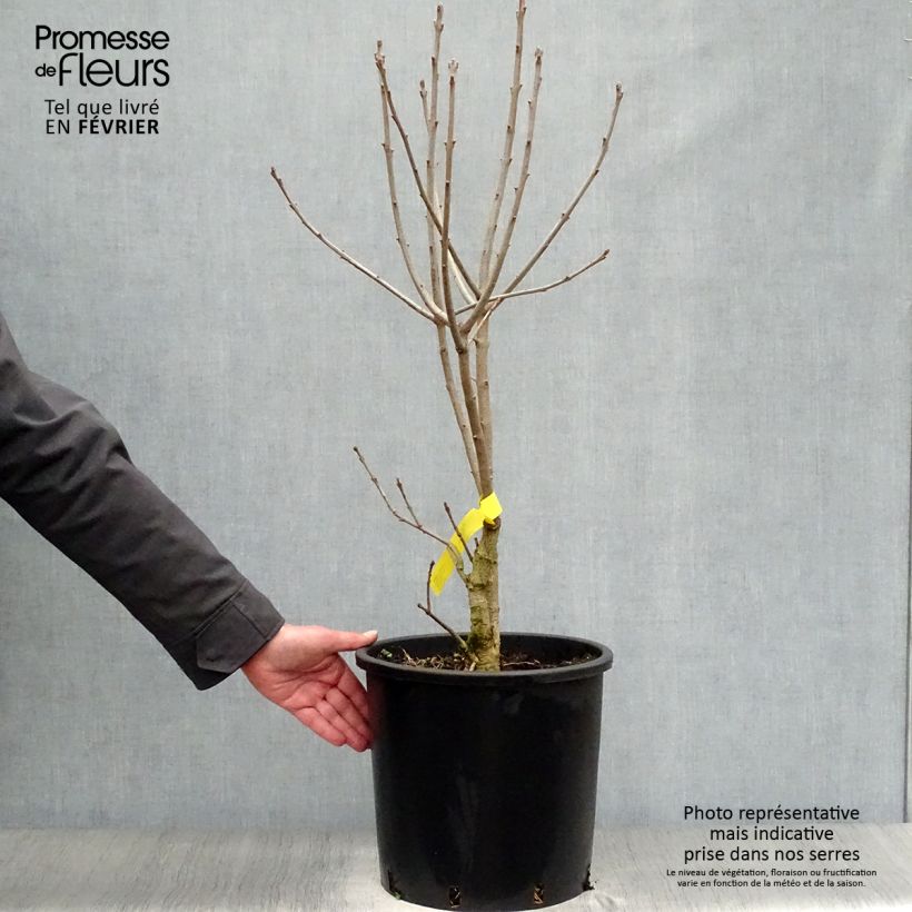 Chionanthus virginicus - Laurel de nieve Maceta 12L/15L Ejemplar entregado en invierno