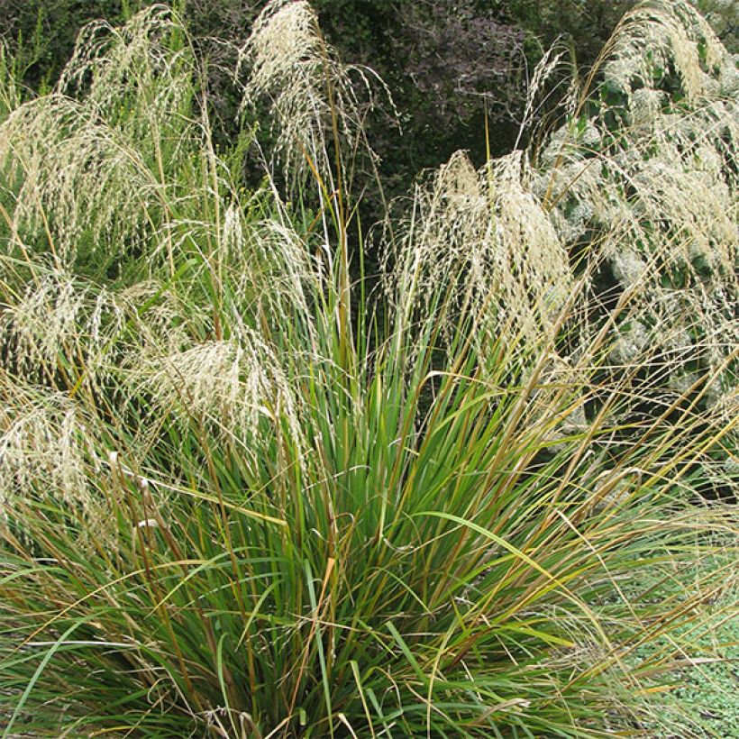 Chionochloa conspicua (Floración)