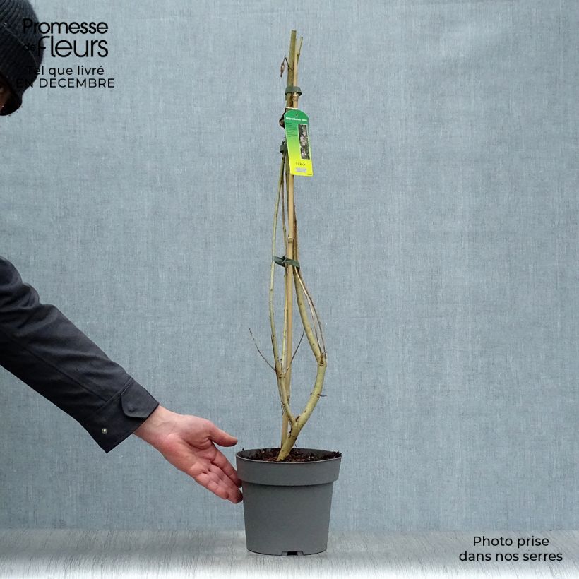 Chitalpa tashkentensis Summer Bells Maceta 2L/3L Ejemplar entregado en invierno