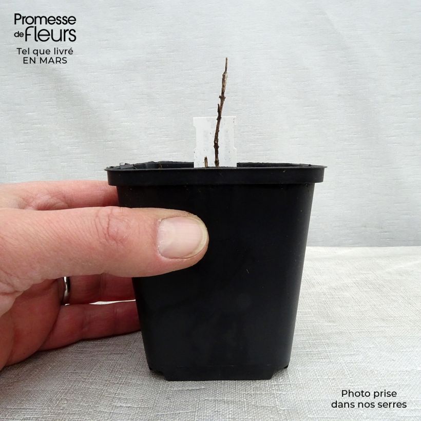 Chloranthus japonicus Maceta de 8/9 cm Ejemplar entregado en la primavera