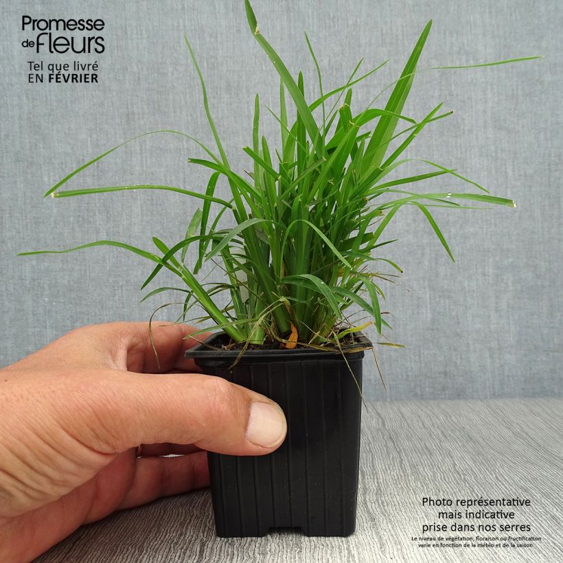 Ejemplar de Chloris distichophylla - Hierba Rhodes Maceta de 8/9 cm entregado en otoño