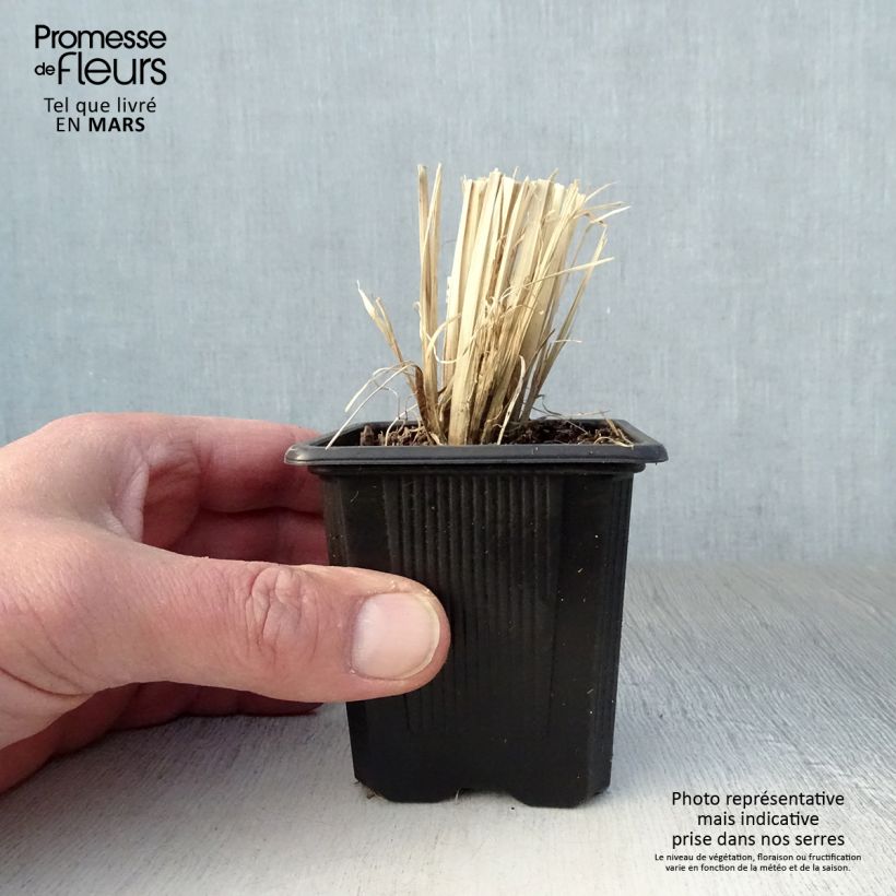 Chloris virgata - Hierba Rhodes Maceta de 8/9 cm Ejemplar entregado en la primavera
