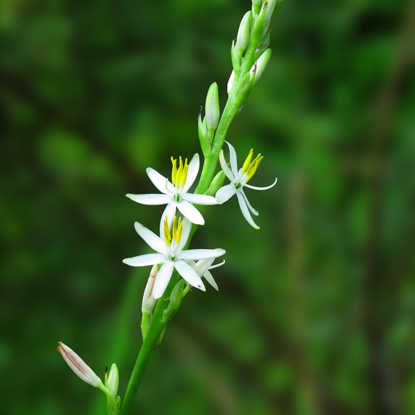 Chlorophytum nepalense - Clorofito (Floración)