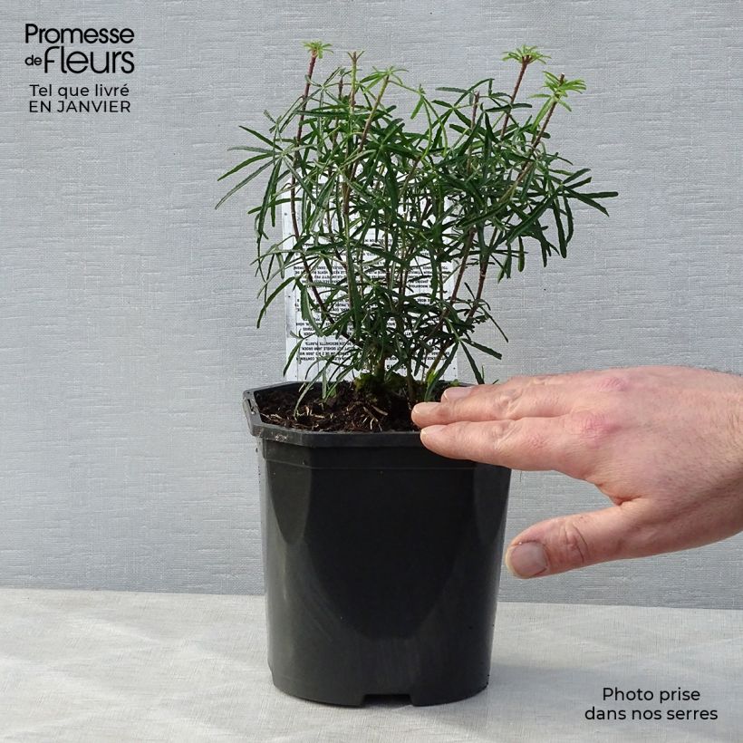 Naranjo de Méjico - Choisya ternata Apple Blossom Maceta 2L/3L Ejemplar entregado en invierno