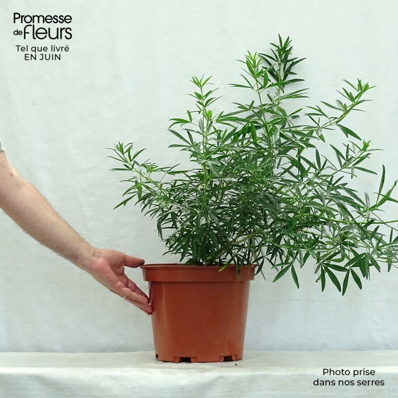 Ejemplar de Naranjo de Méjico - Choisya Aztec Pearl Maceta 7,5L/10L entregado en verano