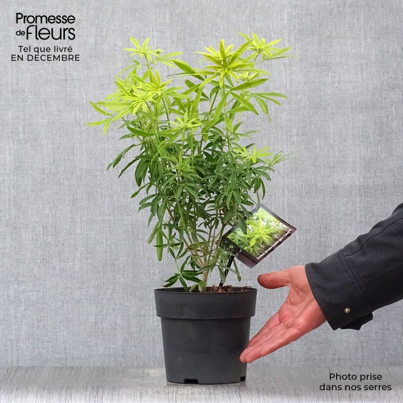 Naranjo de Méjico - Choisya ternata Goldfinger Maceta 1,5L/2L Ejemplar entregado en invierno