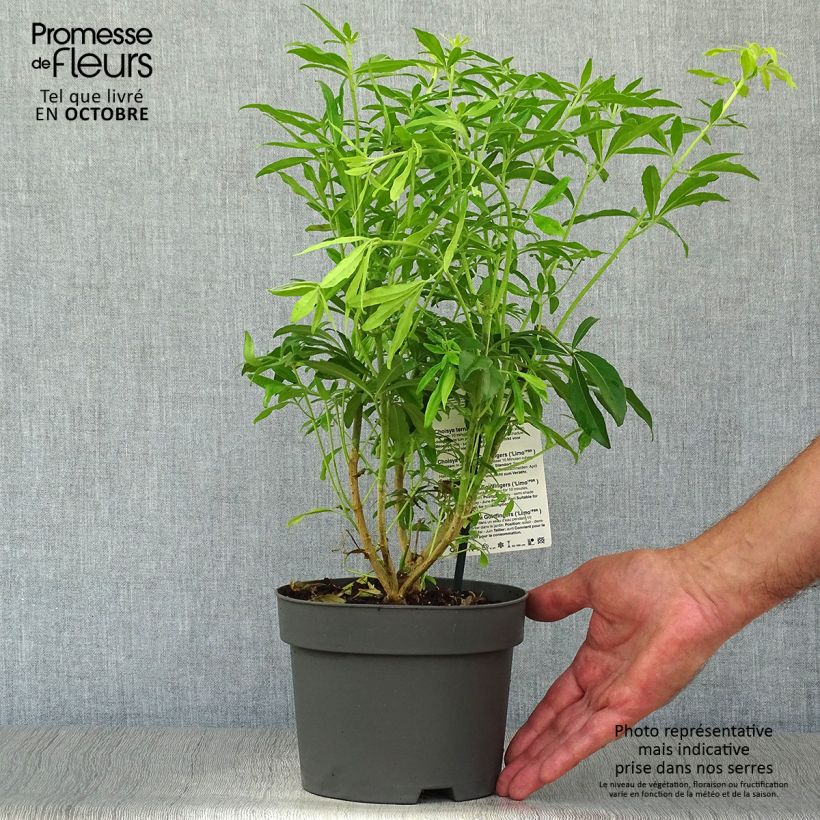 Ejemplar de Naranjo de Méjico - Choisya ternata Goldfinger Maceta 1,5L/2L entregado en otoño