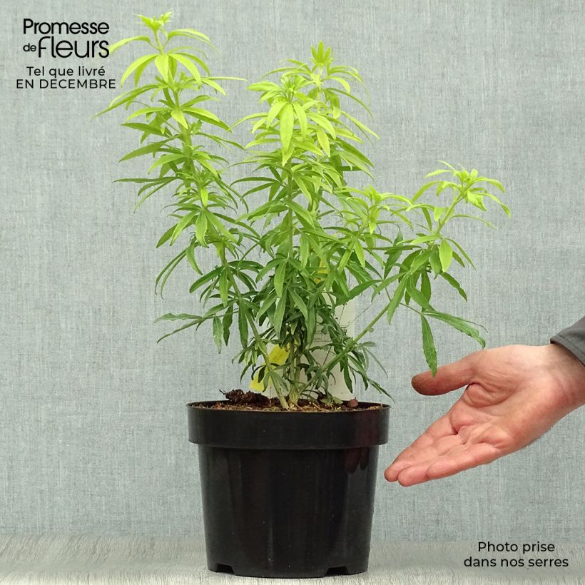 Naranjo de Méjico - Choisya ternata Goldfinger Maceta 3L/4L Ejemplar entregado en invierno