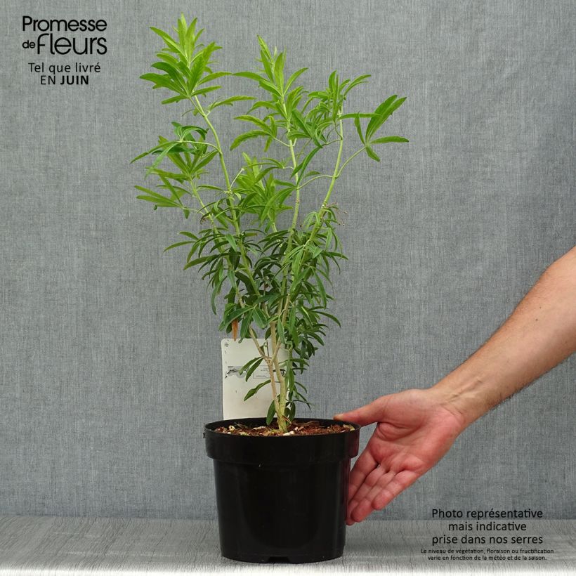 Ejemplar de Naranjo de Méjico - Choisya ternata Goldfinger Maceta 3L/4L entregado en verano
