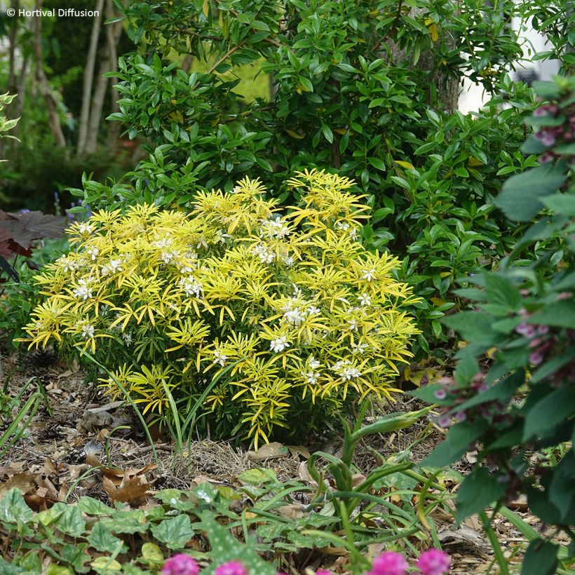 Naranjo de Méjico - Choisya Little Honey Bee (Porte)
