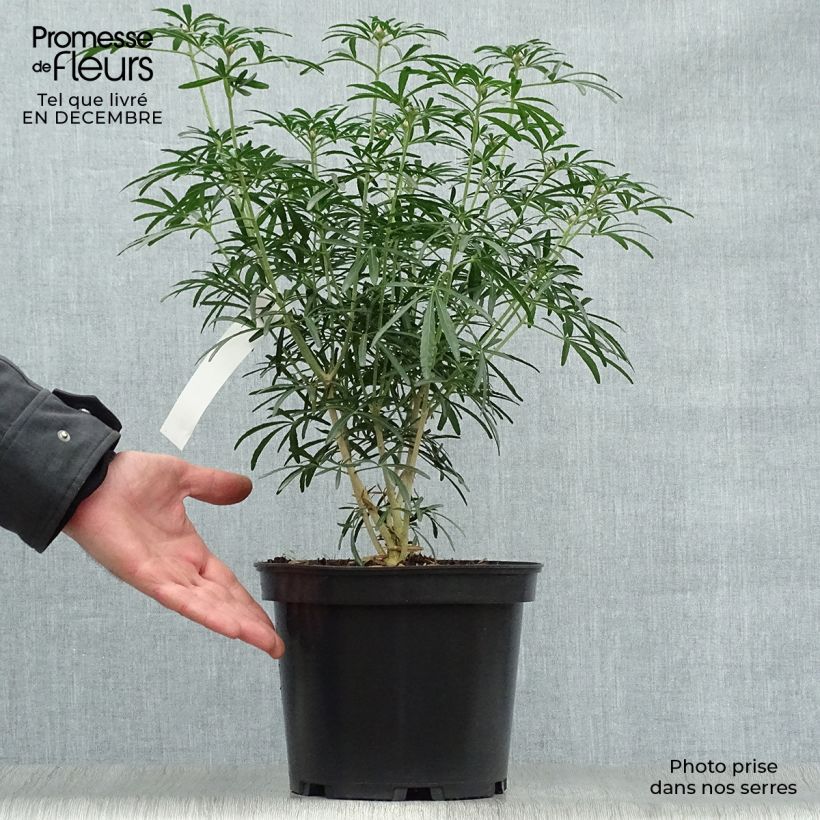 Naranjo de Méjico - Choisya Scented Gem Maceta 2L/3L Ejemplar entregado en invierno