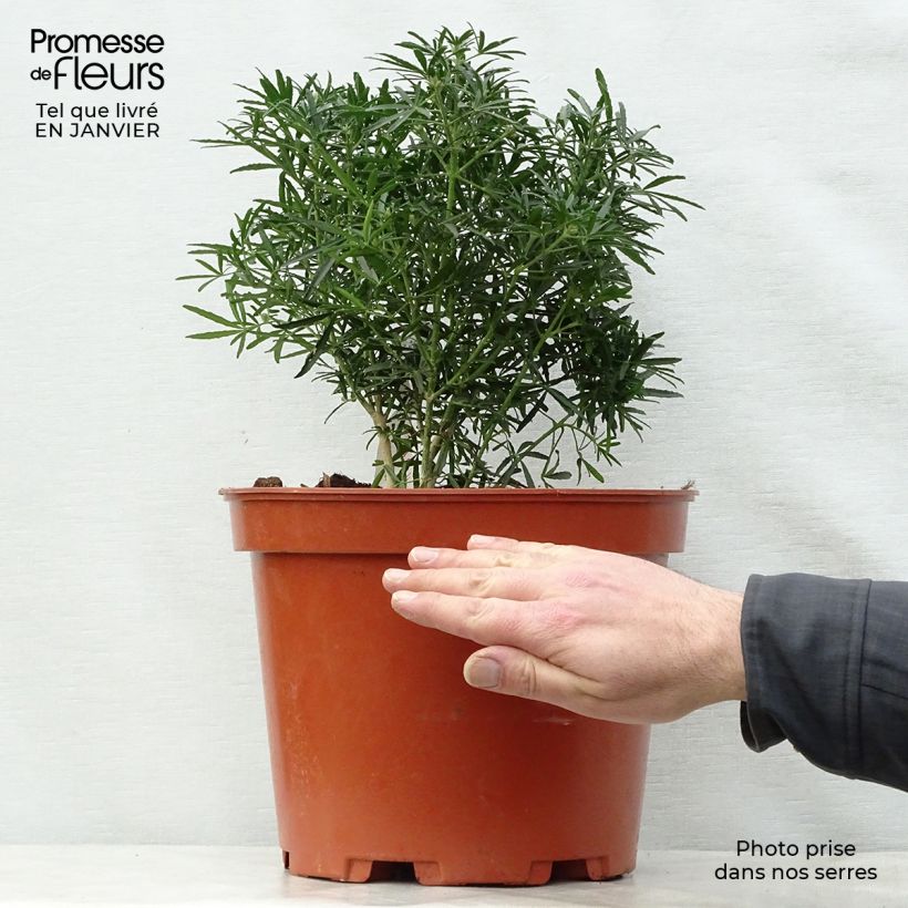 Naranjo de Méjico - Choisya White Dazzler Maceta 7,5L/10L Ejemplar entregado en invierno