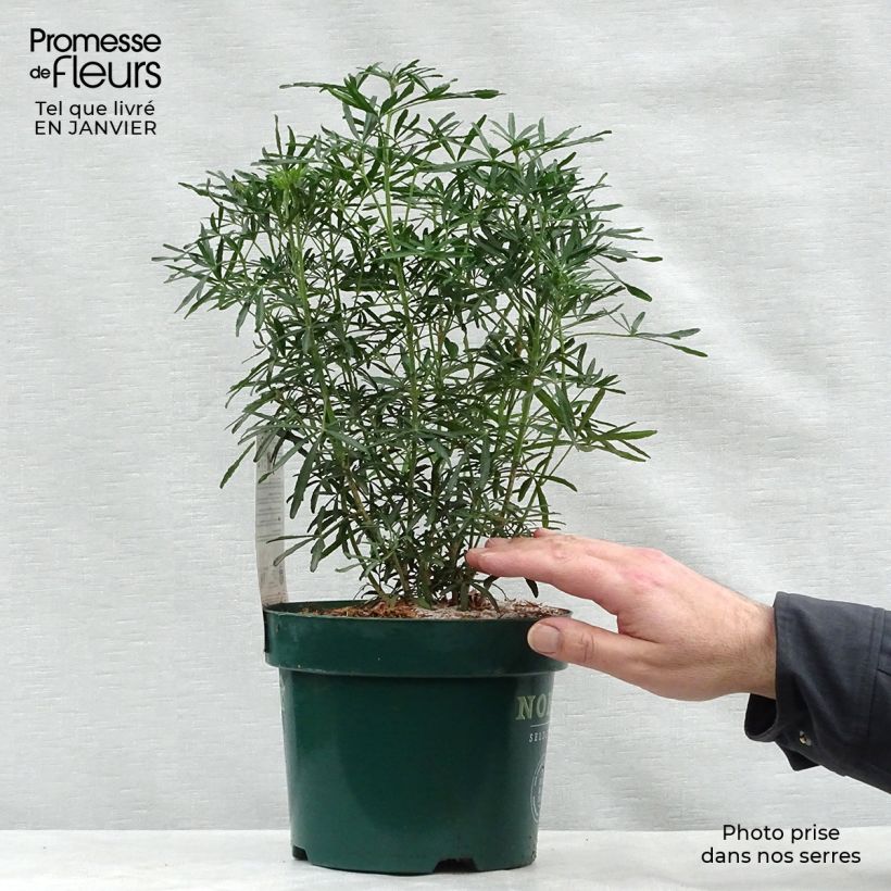 Naranjo de Méjico - Choisya White Dazzler Maceta 2L/3L Ejemplar entregado en invierno