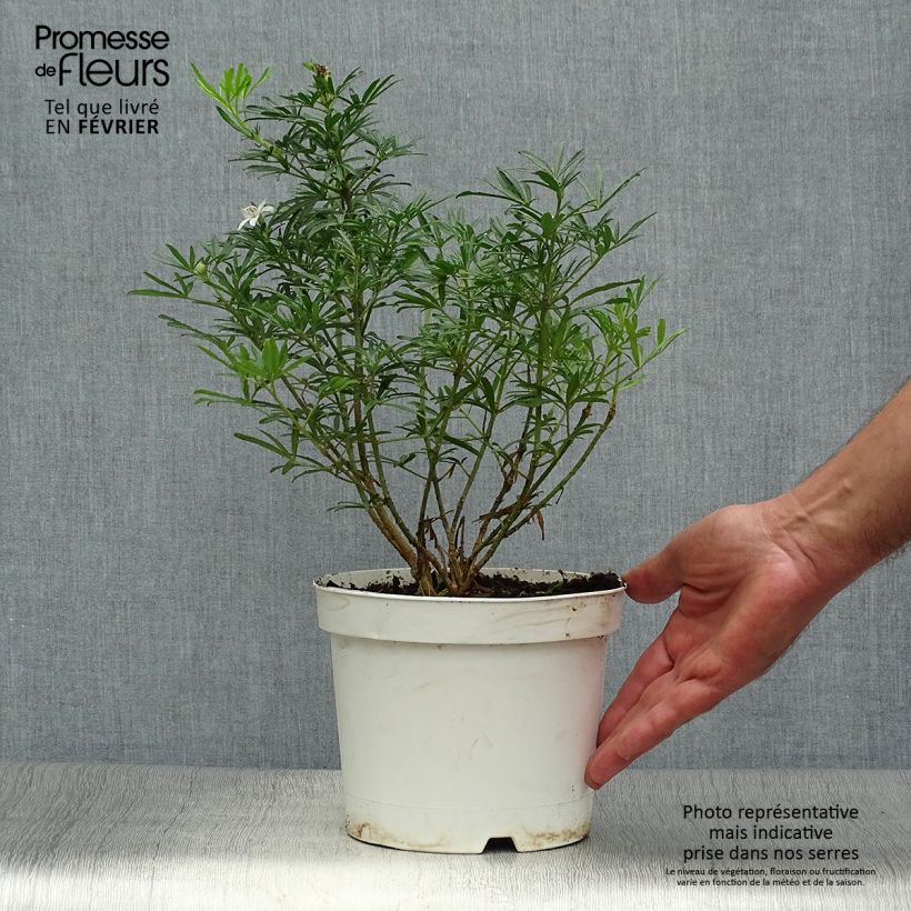 Ejemplar de Naranjo de Méjico - Choisya White Dazzler Maceta 2L/3L entregado en otoño
