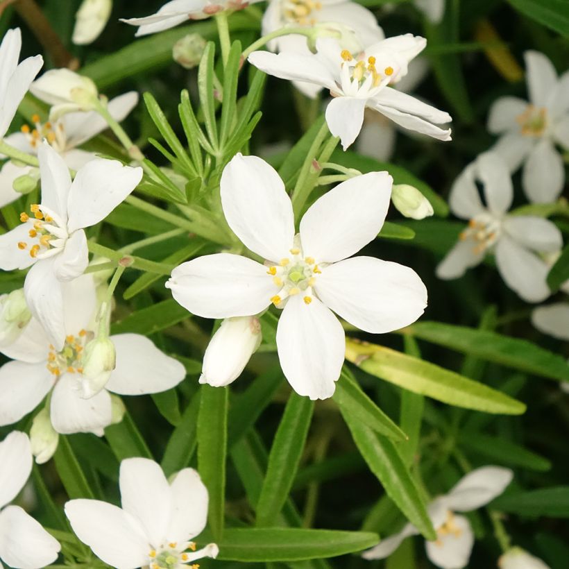 Naranjo de Méjico - Choisya Aztec Pearl (Floración)