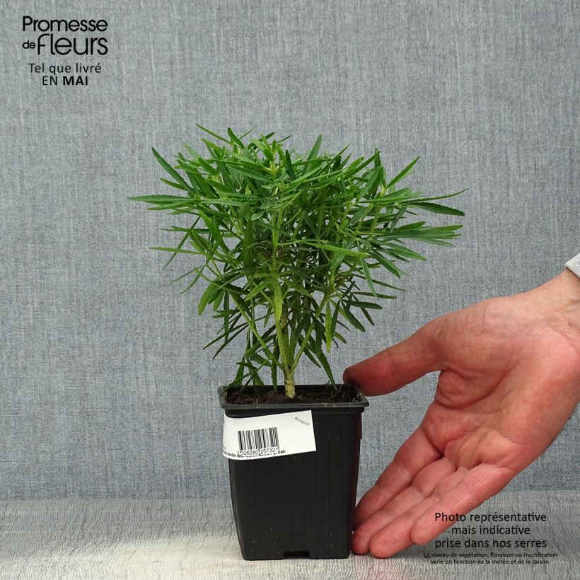 Naranjo de Méjico - Choisya Little Bee Maceta de 8/9 cm Ejemplar entregado en la primavera